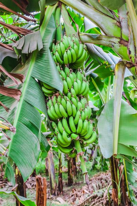 Banana Tree With A Bunch Of Growing Bananas Stock Photo Image Of