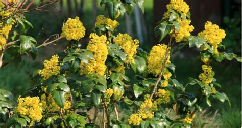 Common Mahonia Pests And Diseases And How To Treat Them Uk