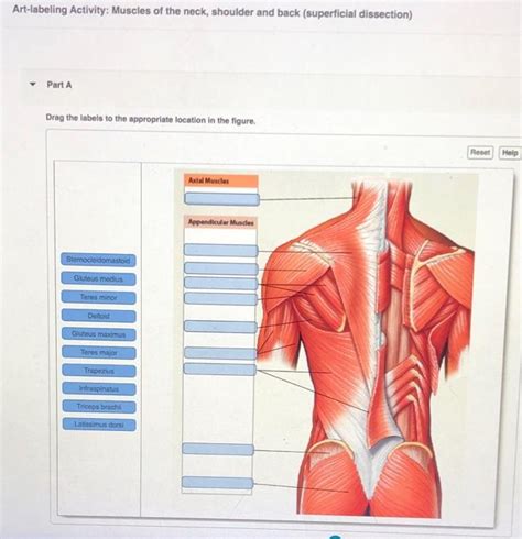 Solved Art Labeling Activity Muscles Of The Neck Shoulder