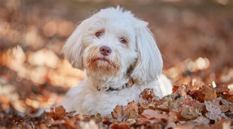 Havanese Dog Breed Information Facts Traits Pictures And More
