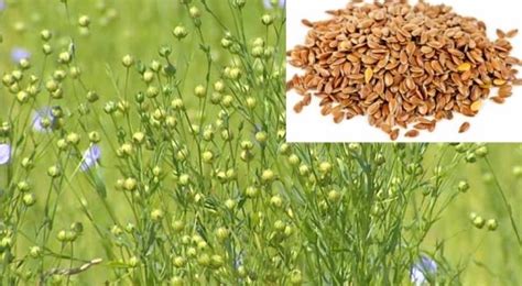 Growing Flax How To Grow Flax Indoors And Outdoors