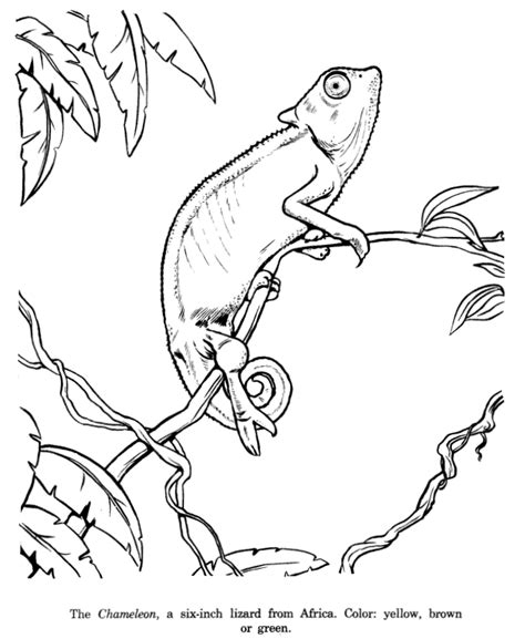 Line Drawing Of Animals - Cliparts.co