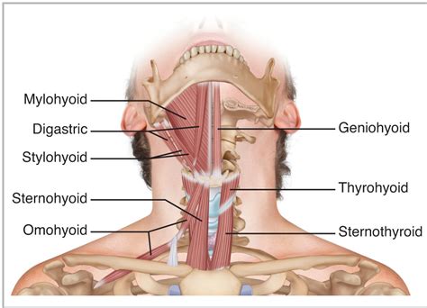 Stylohyoid Origin Insertion Action Nerve Supply How To Relief