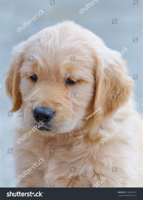 Portrait Of A Golden Retriever Puppy Stock Photo 126067241 Shutterstock