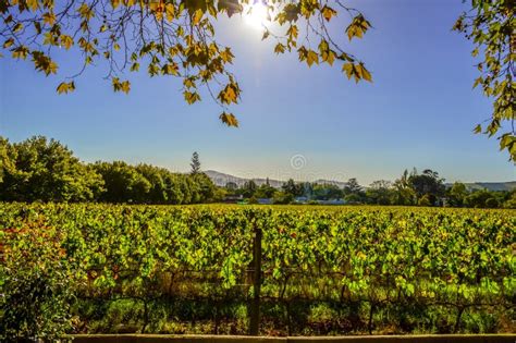 Outdoor Pinotage Grape Wine Tasting In Stellenbosch Vineyard Cape Town