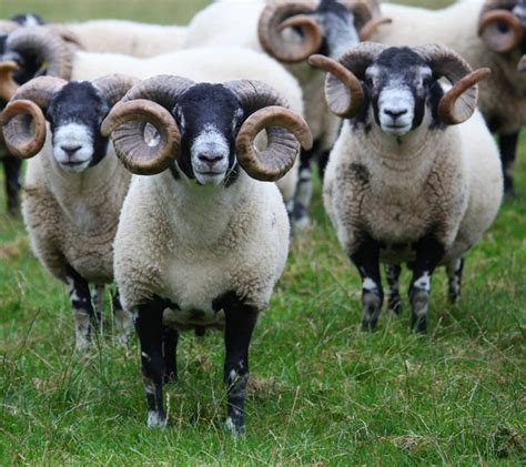 Trenearla Blackface Scottish Blackface Sheep Stock Sales