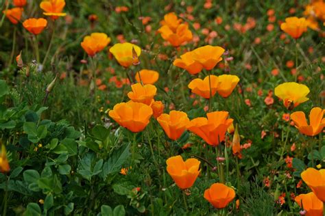 Best Time For Spring Flowers In San Francisco 2024 Roveme