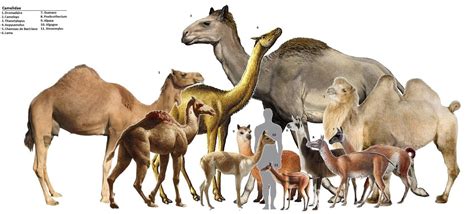 Unlike many other animals, camels move both legs on one side of the body at the same time. Pin on Science & Nature