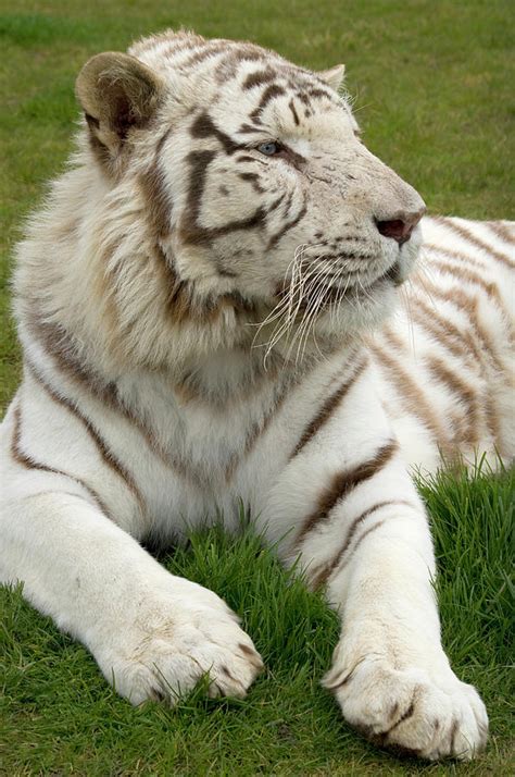 White Bengal Tiger Photograph By Nigel Downer