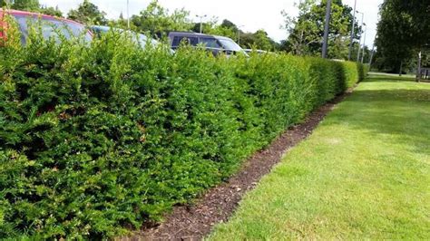 30 English Yew 25 30cm Hedging Plant4yr Old Evergreen Hedgetaxus