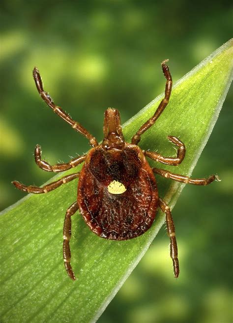 Red Meat Allergies Caused By Lone Star Tick Bites Are Increasing Across