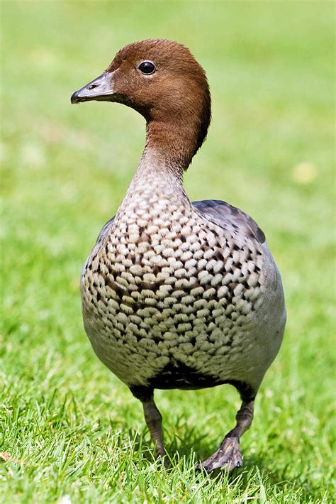 Fileaustralian Wood Duck Male Wikipedia