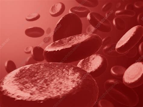 Red Blood Cells Artwork Stock Image F0070033 Science Photo Library