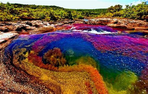 Image Result For Rainbow River Colombia Rainbow River Cool Places To