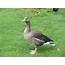 Goose  Wikiwand