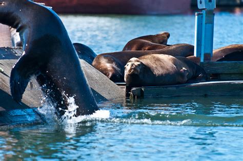 sea lions photo tony grover northwest power and conservation council flickr