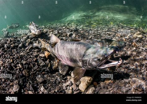 Male Chum Salmon Oncorhynchus Keta Gapes To Encourage His Mate To