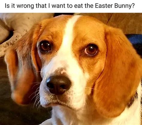 Pin By Mark Whitecotton On Beagle Memes Beagle Memes Animals