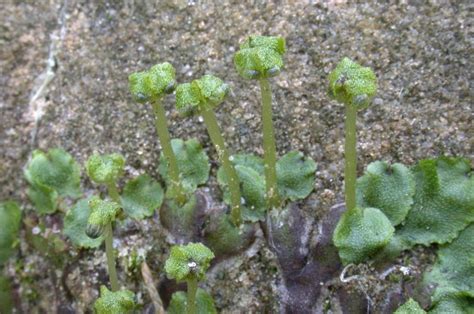 May 26, 2021 · les scientifiques ont confirmé le rôle du fameux gène en en privant un mutant d'une mousse, marchantia paleacea. A rapid phylogeny of Marchantia, from the RBGE collections ...