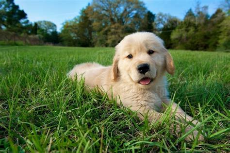 Golden Retriever Puppy Lying Down On Grass Stock Photo Dissolve