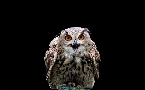 2560x1600 Owl Bird Predator Wallpaper Coolwallpapersme