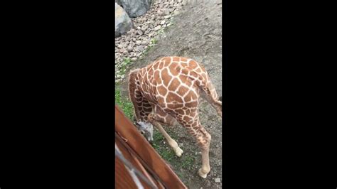 April The Giraffes Baby Tajiri At Animal Adventure Park Youtube