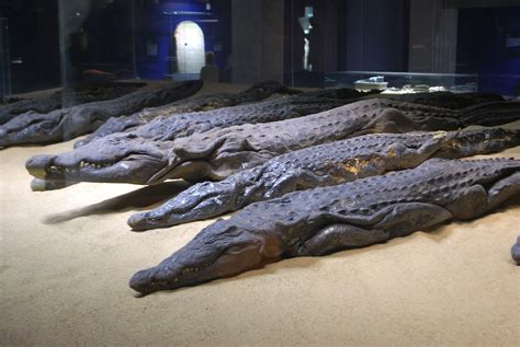 A Few Of The Three Hundred Crocodile Mummies Discovered In The Vicinity