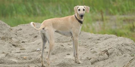 7 Skinny Dog Breeds From Tall And Long Legged To Compact