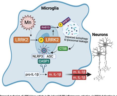 Figure 12 From The Role Of Microglial Lrrk2 Kinase In Manganese Induced