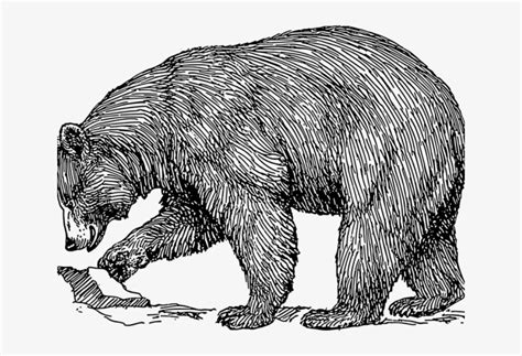 Grizzly Bear Clipart Mammal Realistic Bear Clip Art Transparent Png