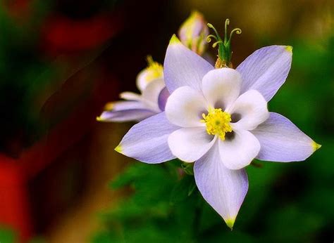 As we all known that flowers are the symbol of the love and friendship. Columbine Flower Part 2 - We Need Fun