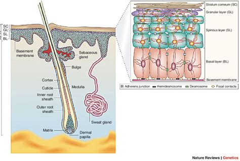 1 The Structure Of Human Skin The Epidermis And Dermis Are Separated
