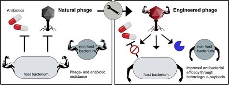 Engineering Therapeutic Phages Towards Enhanced Antibacterial Efficacy