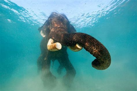 Swimming Elephant Andaman Islands India Andaman Islands Elephant