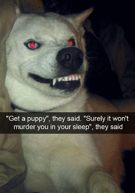 Funny And Cute Dog Snapchat Photos Cute Overload