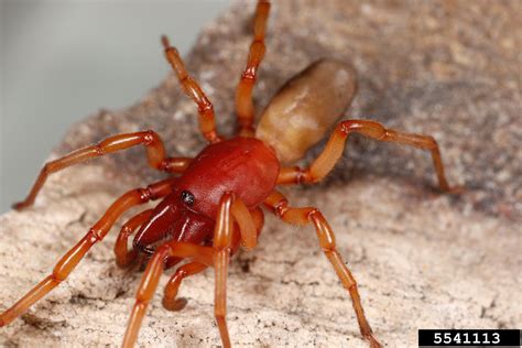 Woodlice Spider Dysdera Crocata