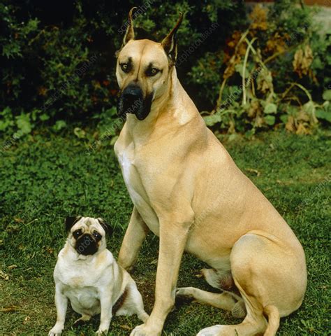 Large And Small Dogs Stock Image Z9320134 Science Photo Library