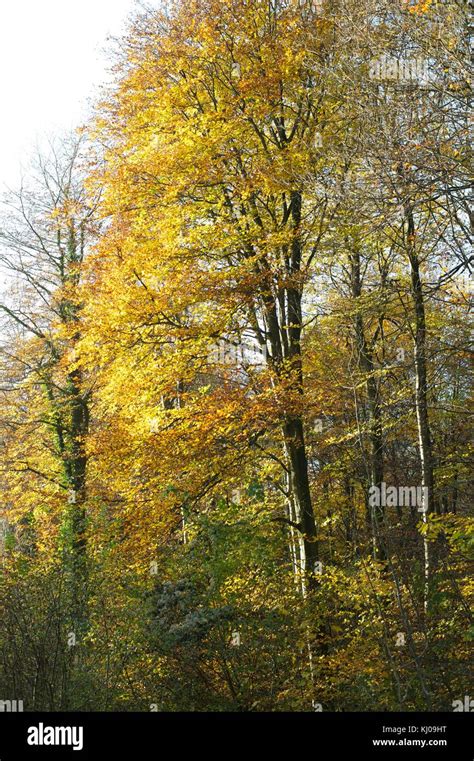 Ashridge Forest Stock Photo Alamy