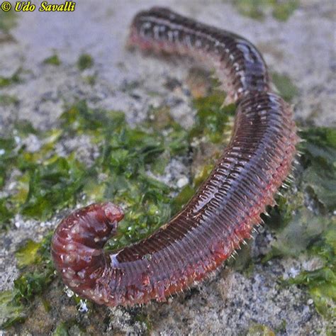 There are about 15,000 known modern species of annelids. BIO385-Annelida