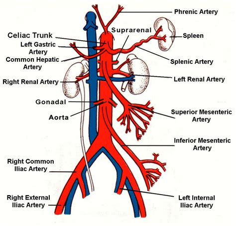 Abdominal Aorta And Vena Cava Diagram Arteries