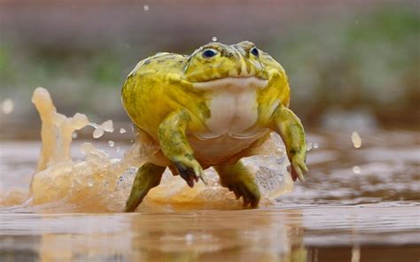 Jumping Bullfrog Rphotoshopbattles