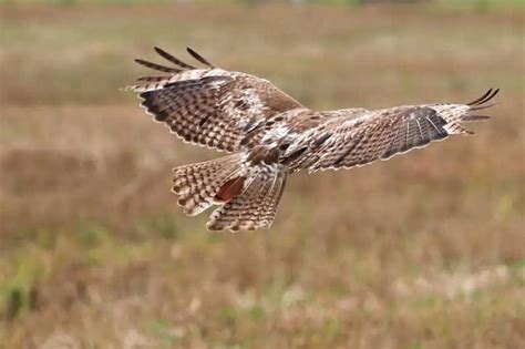 8 Species Of Hawks In Washington State Pictures Wildlife Informer