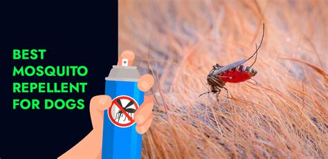 Best Mosquito Treatment For Dogs The Pest Consulting