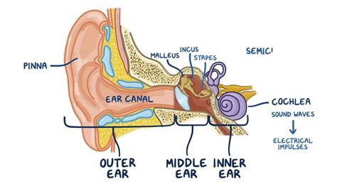 Anatomy And Physiology Of The Ear Osmosis