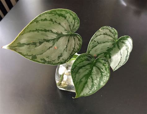 Philodendron Brandtianum Care Growing Silver Leaf Philodendrons Philodendron Unusual Plants