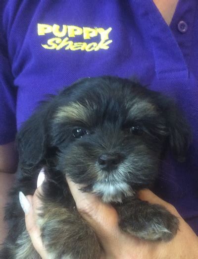 With their breeder, waiting for you! Puppy Shack - Puppies for sale Brisbane, Queensland ...