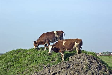 Cows Graze On A Small Hill Stock Photo Image Of Dairy