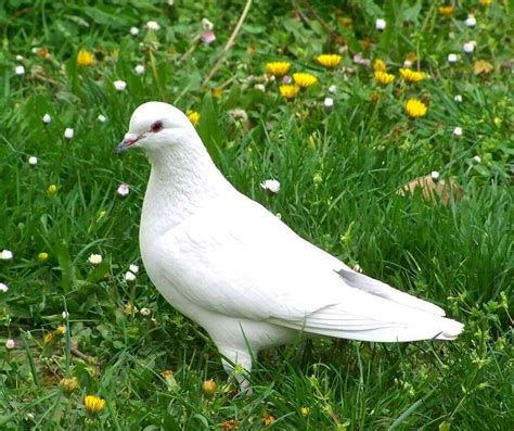 Are All Doves White Top 4 Things You Need To Know Bird Avid