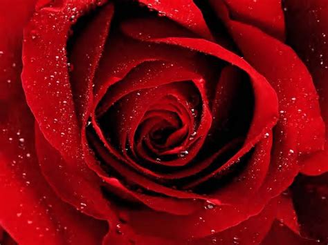 See more ideas about rose, beautiful roses, flower wallpaper. Red Rose Black Backgrounds - Wallpaper Cave