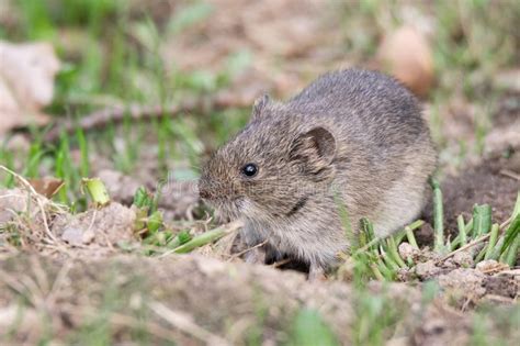 The Striped Field Mouse Stock Image Image Of Natural 146848501